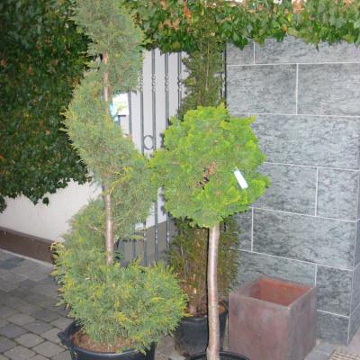 Bonzaioutdoor Formatiert Nr001