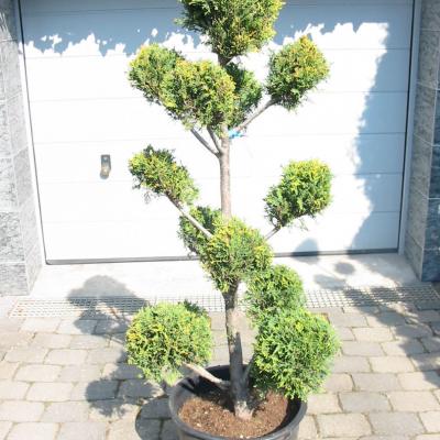 Bonzaioutdoor Formatiert Nr002