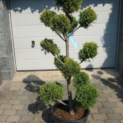 Bonzaioutdoor Formatiert Nr003