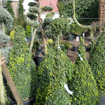 Bonzaioutdoor Formatiert Nr005