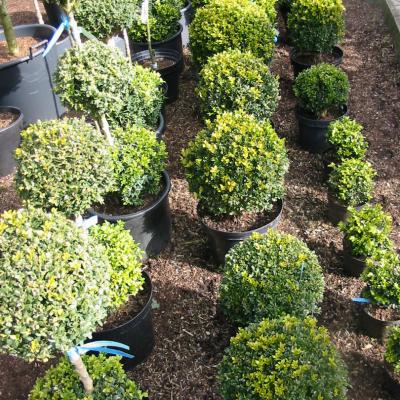 Bonzaioutdoor Formatiert Nr006