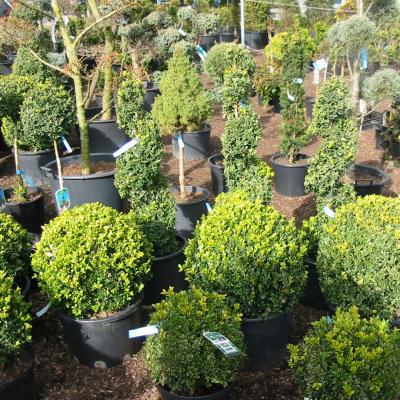 Bonzaioutdoor Formatiert Nr007