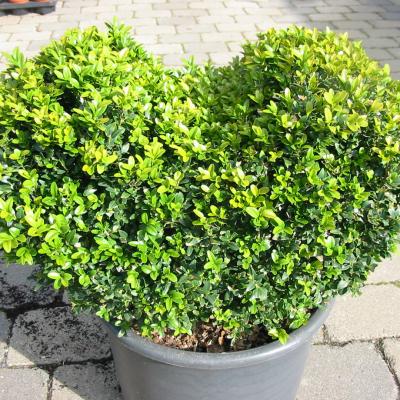 Bonzaioutdoor Formatiert Nr008