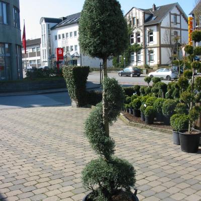 Bonzaioutdoor Formatiert Nr009