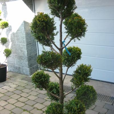 Bonzaioutdoor Formatiert Nr010