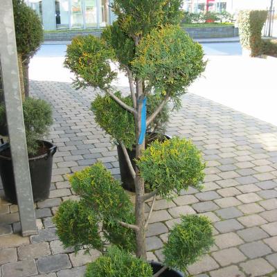 Bonzaioutdoor Formatiert Nr011