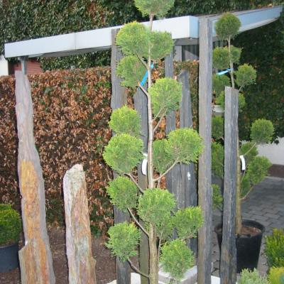 Bonzaioutdoor Formatiert Nr012