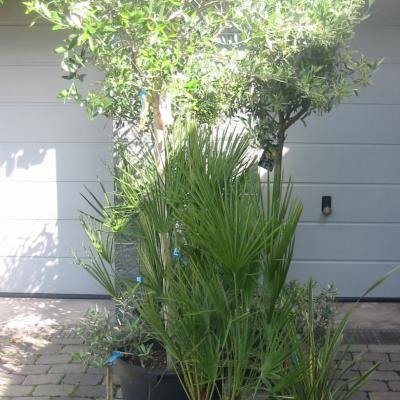 Bonzaioutdoor Formatiert Nr013